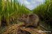 Cara Mengusir Tikus di Sawah