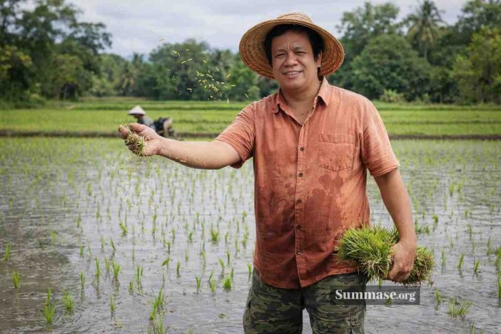 Cara Menyemai Benih Padi