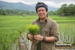 Umur Bibit Padi Siap Tanam dan Ciri-cirinya agar Tidak Mudah Mati