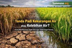 Tanda Padi Kekurangan Air atau Kelebihan Air