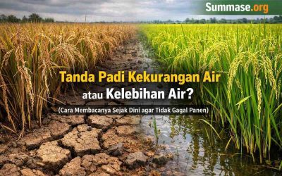 Tanda Padi Kekurangan Air atau Kelebihan Air