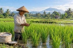 Jadwal Pemupukan Padi: 5 Fase Penting agar Tidak Salah Waktu